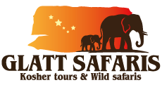 Glatt Safaris