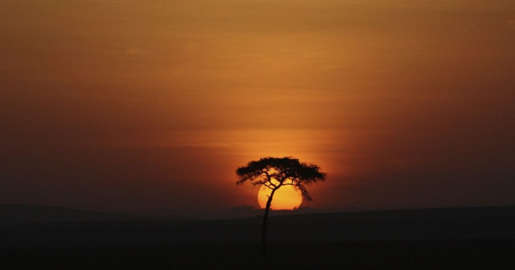 Navigating Wildlife Safely: How to Safely Observe and Interact with Wildlife on a Kosher Safari