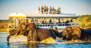 The Allure of Luxury Safari Adventures