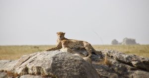 Wildlife Tours for Kids on Safari Tours